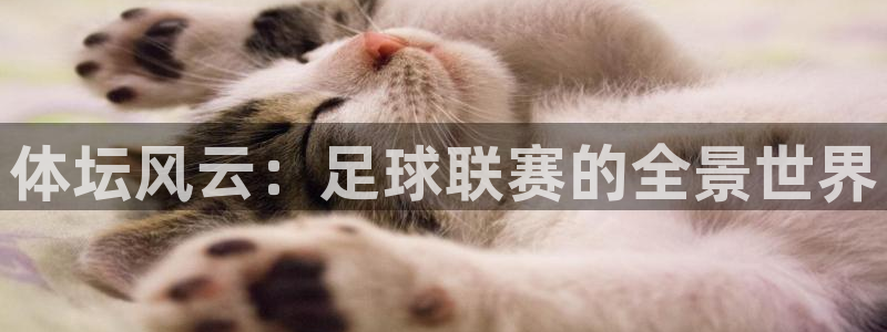 体坛风云：足球联赛的全景世界